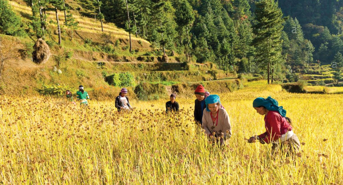 रैथाने प्रजातिका बाली हराउँदै